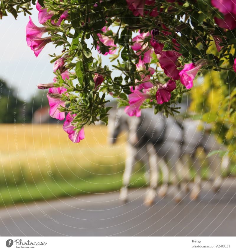 durch die Blume... Natur Pflanze Sommer Schönes Wetter Blatt Blüte Straße Tier Pferd 2 Bewegung Blühend Wachstum außergewöhnlich schön natürlich gelb grün rosa