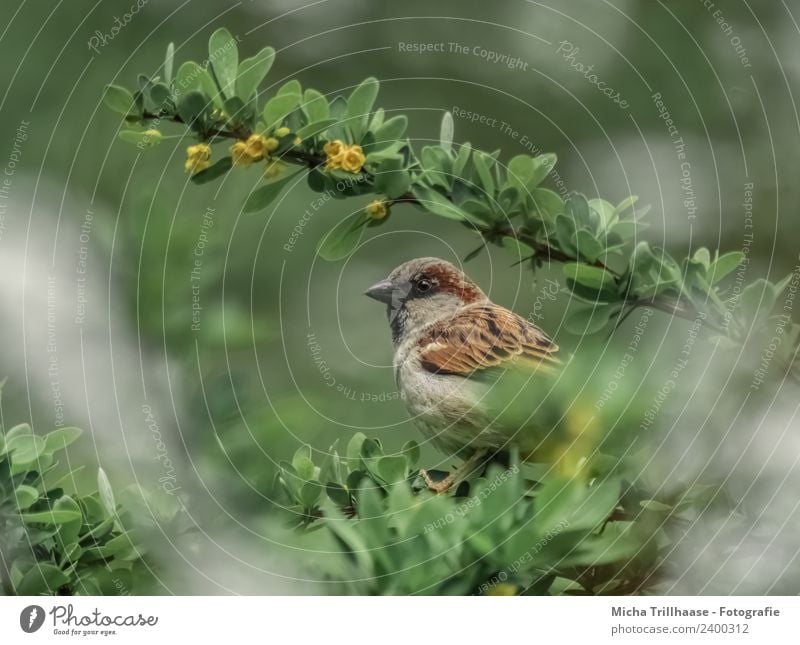 Spatz im Strauch Umwelt Natur Tier Sonne Sonnenlicht Schönes Wetter Sträucher Blatt Blüte Vogel Tiergesicht Flügel Krallen Sperlingsvögel Schnabel Auge Feder 1