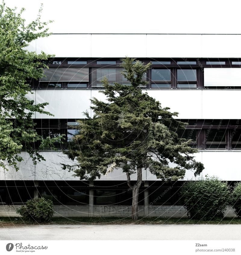 pausenhof Haus Baum Sträucher Platz Gebäude Architektur dunkel eckig einfach grau grün ästhetisch Schulhof Fenster Linie Schulgebäude Außenaufnahme