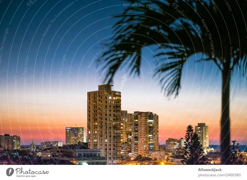 Skyline von Havanna bei Nacht mit Palme Panorama (Aussicht) Menschenleer Sommer Sonne Ferien & Urlaub & Reisen Insel Ferne Meer Wolkenloser Himmel Stadt