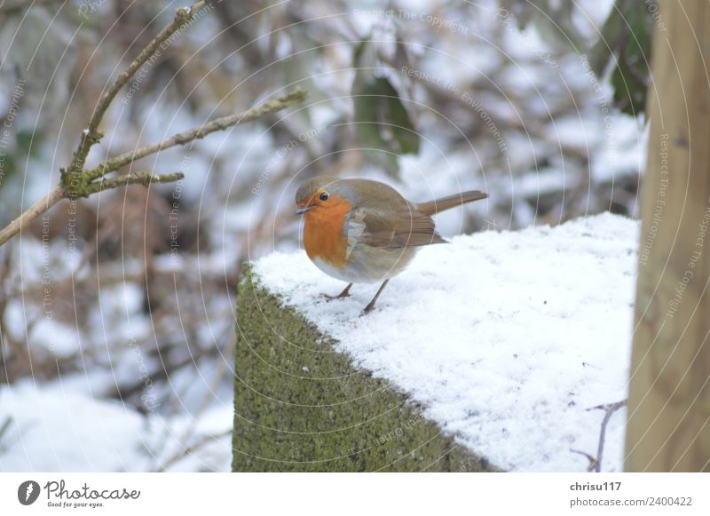 Watt, wer bist Du denn? Natur Winter Garten Stadtrand bevölkert Hütte Terrasse Tier Wildtier Vogel 1 beobachten Blick stehen lernen schön klein Neugier niedlich