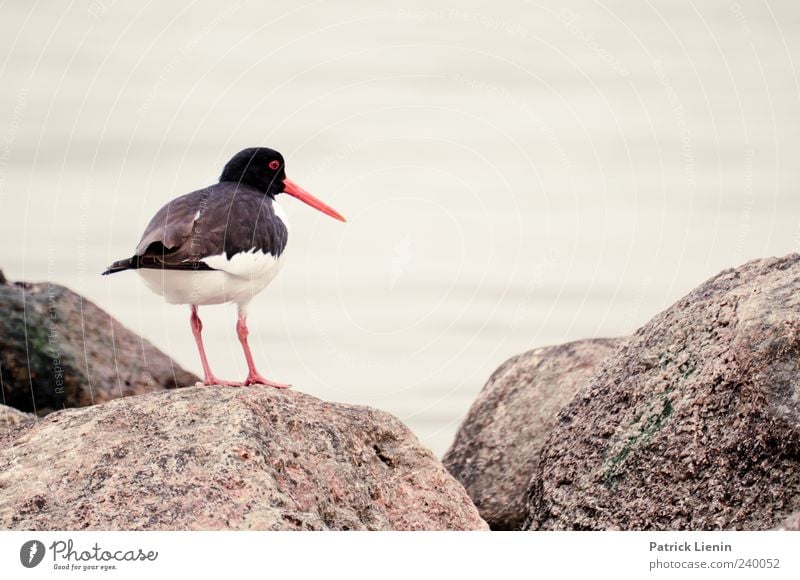 Wo sind meine Kleinen? Umwelt Natur Tier Urelemente Ostsee Meer Wildtier Vogel 1 Blick ästhetisch Farbfoto Gedeckte Farben Außenaufnahme Nahaufnahme