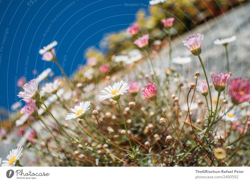 Blumenwall Umwelt Natur blau braun gelb grau grün weiß sie liebt mich sie liebt micht nicht Mauer Himmel Margerite prächtig Blühend Farbfoto Außenaufnahme