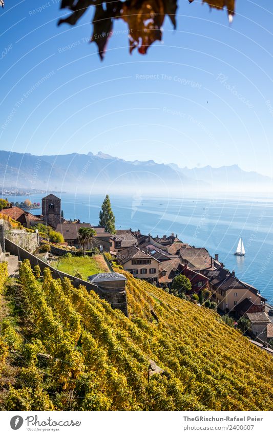 Haus am See Umwelt Natur Landschaft blau gelb gold Segelboot Berge u. Gebirge Dorf Genfer See Wein Weinberg Herbst mehrfarbig Wasser Dunst Nebel Aussicht