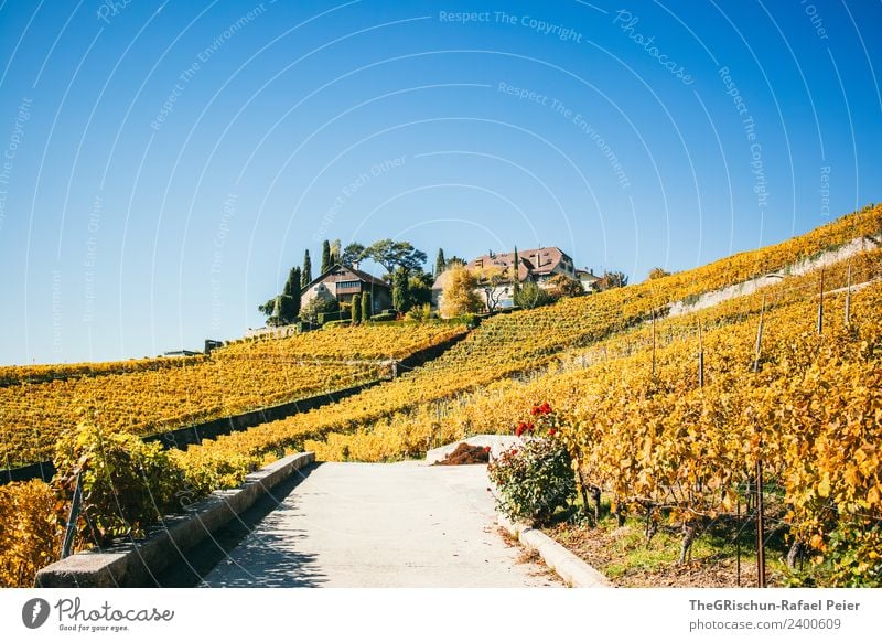 Haus in den Reben Umwelt Natur Landschaft blau braun gelb gold rot Weinberg Wege & Pfade Straße niedlich Herbst Weltkulturerbe Schweiz Farbfoto Außenaufnahme