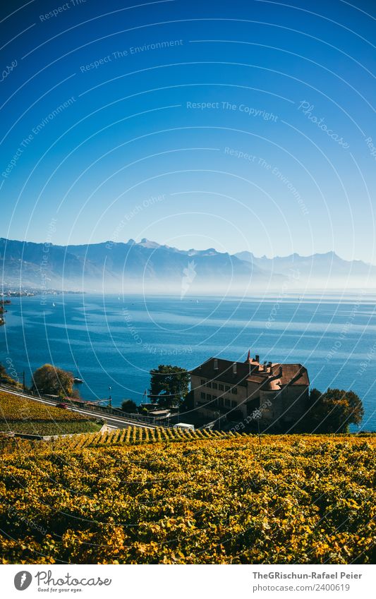 Haus am See Natur blau braun gelb gold schwarz Himmel Berge u. Gebirge Nebel Schleier Dunst Wasser Herbst Pflanze Wein Weintrauben Weinberg Weltkulturerbe