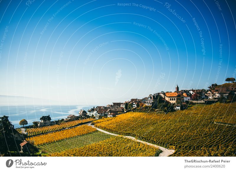 Rebberg Natur Landschaft blau braun gelb gold schwarz Haus Wasser Genfer See Straße Himmel Wein Weltkulturerbe Weintrauben Schweiz Farbfoto Außenaufnahme