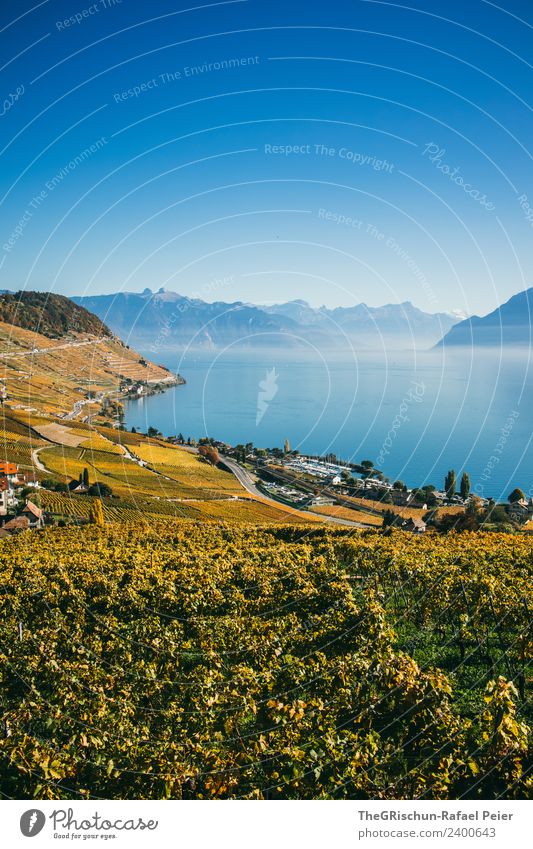 Rebberg Natur blau braun gelb gold grün Herbst Pflanze Wein Weinberg Genfer See Küste Berge u. Gebirge Blauer Himmel Farbfoto Außenaufnahme Menschenleer