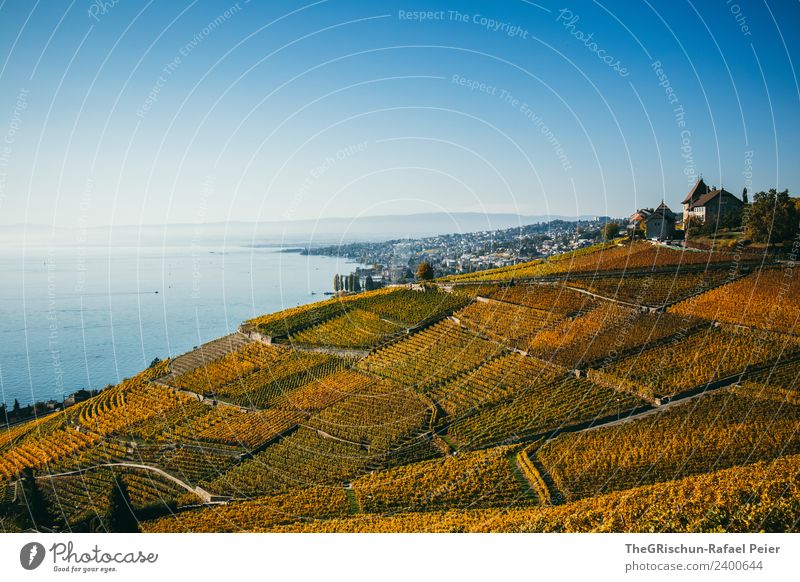 Weinberg Umwelt Natur Landschaft blau braun gelb gold grün Feld Straße mehrfarbig Wege & Pfade Baum Weintrauben Herbst Schweiz Genfer See Aussicht Haus Hügel