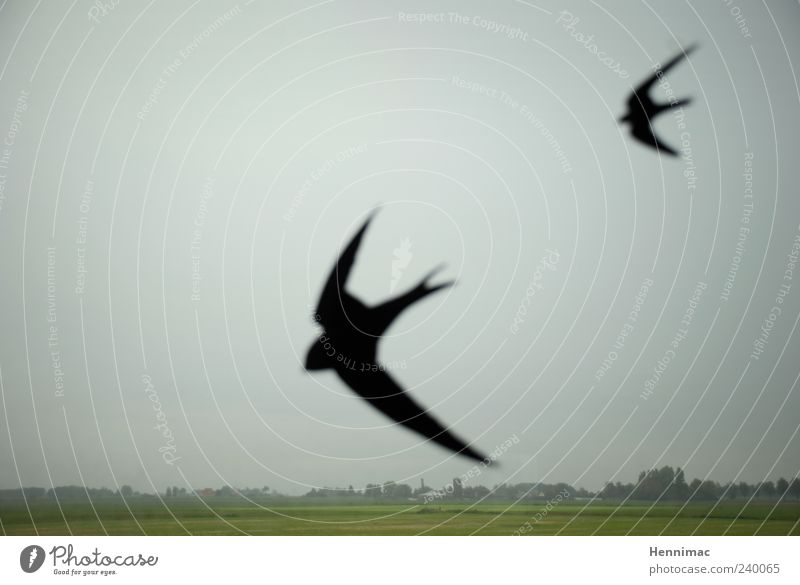 Das Vogelgrauen. Landschaft Himmel schlechtes Wetter Feld Tier Flügel grün schwarz Schrecken Abschreckung Vogelschreck Schwalben Ebene Regen Silhouette Etikett