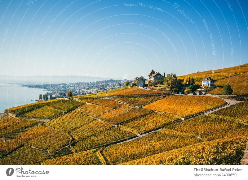 Schweizer_Rebbergen Umwelt Natur Landschaft blau braun gelb gold grün orange Weinberg Weltkulturerbe Tourismus Genfer See Herbst niedlich Wärme Aussicht