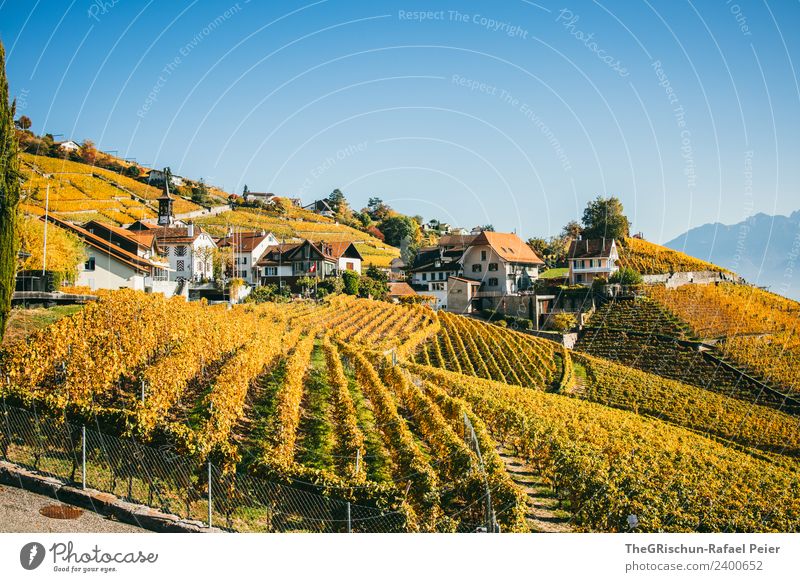 Weinberge Umwelt Natur Landschaft Pflanze Baum blau braun gelb gold grün orange Haus Dorf Weinlese Weintrauben Herbst Himmel Farbfoto Außenaufnahme Menschenleer