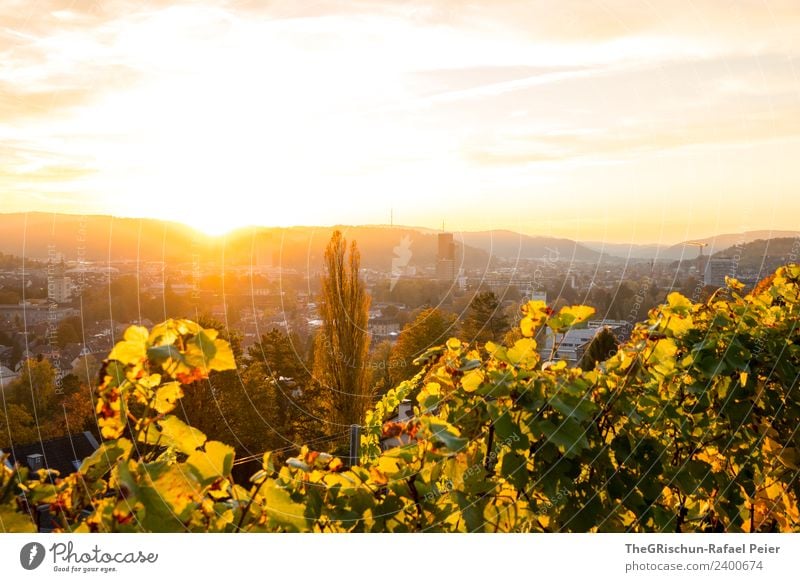 Sonnenungergang Umwelt Natur braun gelb gold grün orange Wein Baum Stimmung Stadt Sonnenuntergang Winterthur Farbfoto Außenaufnahme Textfreiraum oben Abend