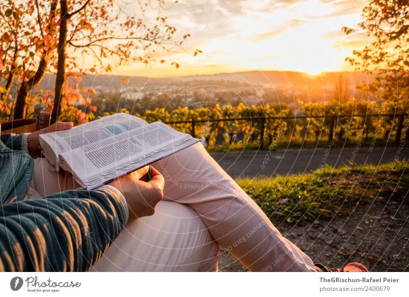 Lesen Natur mehrfarbig gelb gold lesen genießen Aussicht Winterthur Baum Gegenlicht Stimmung Sonnenuntergang Farbfoto Außenaufnahme Textfreiraum oben Abend