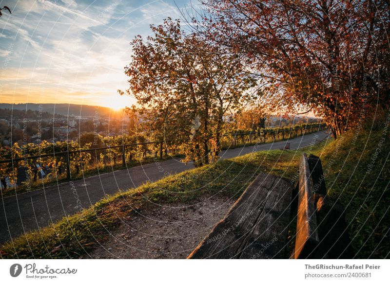 Winterthur Umwelt Natur braun gelb gold grün Herbst Bank sitzen Aussicht Sonnenuntergang Stimmung Wege & Pfade Farbfoto Außenaufnahme Menschenleer