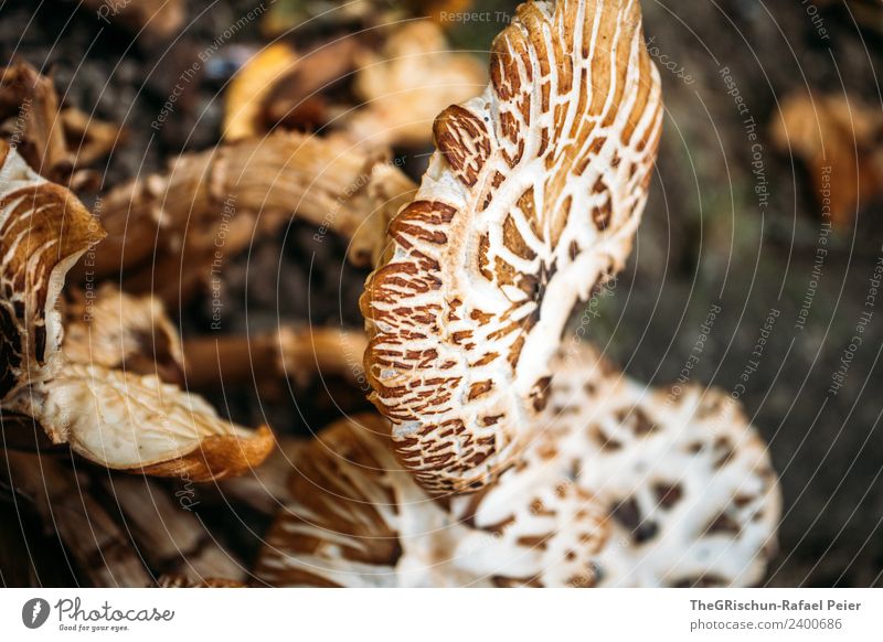 Pilz Natur braun Strukturen & Formen Muster Wachstum Essen Farbfoto Außenaufnahme Nahaufnahme Detailaufnahme Makroaufnahme Menschenleer Textfreiraum rechts Tag