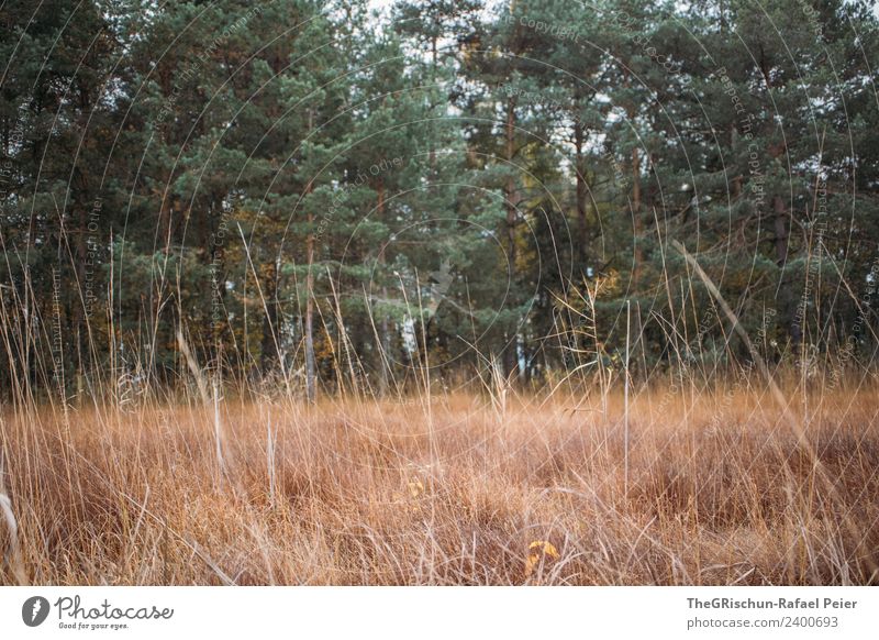 Natur Umwelt Landschaft braun grün Gras Wald Baum Halm Wiese Außenaufnahme trocken Farbfoto Menschenleer Textfreiraum oben Textfreiraum unten Weitwinkel