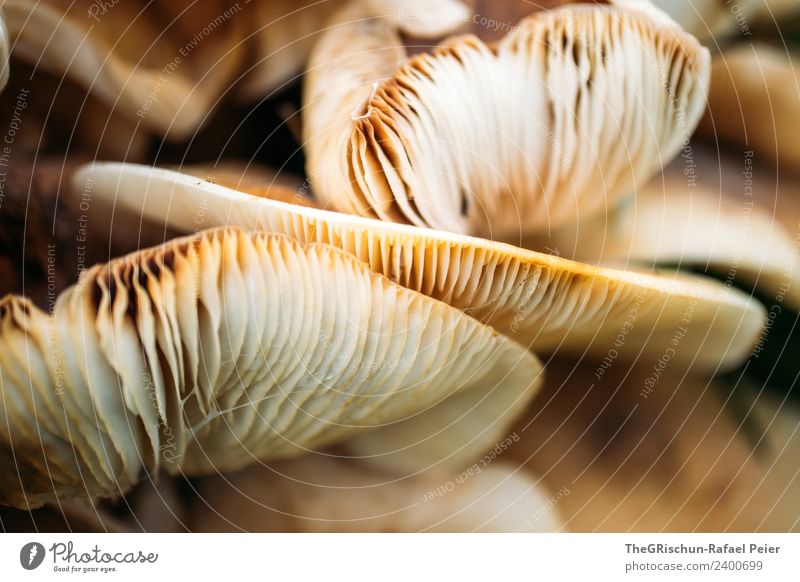 Pilz Natur braun orange weiß Strukturen & Formen Detailaufnahme Sammlung Außenaufnahme Makroaufnahme Muster Textfreiraum unten Tag Schwache Tiefenschärfe