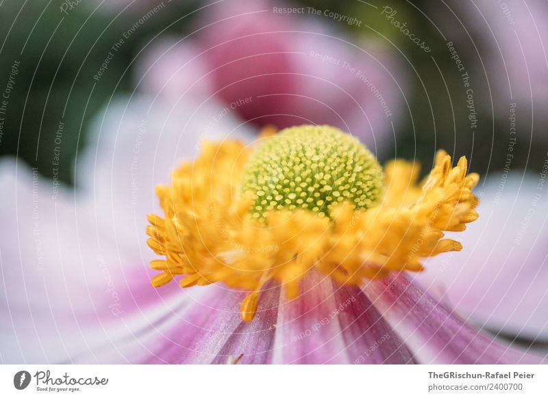 Blume Pflanze gelb grün violett rosa Blüte Detailaufnahme Makroaufnahme Schwache Tiefenschärfe Blühend rund Strukturen & Formen Farbverlauf ästhetisch Farbfoto