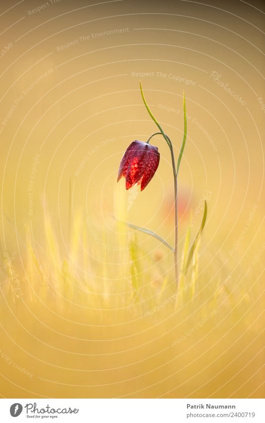 Schachblume Umwelt Natur Pflanze Frühling Sommer Klimawandel Schönes Wetter Wärme Wildpflanze exotisch Schachbrettblume Wiese Feld berühren Blühend Erholung