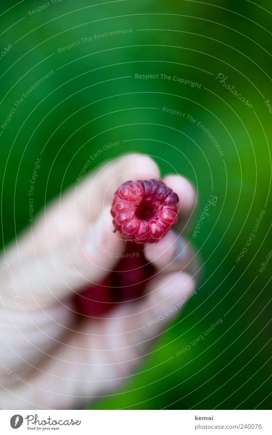 Beerige Versuchung Frucht Himbeeren Ernährung Hand Finger Natur festhalten frisch lecker grün rot pflücken Farbfoto Nahaufnahme Detailaufnahme Tag Licht