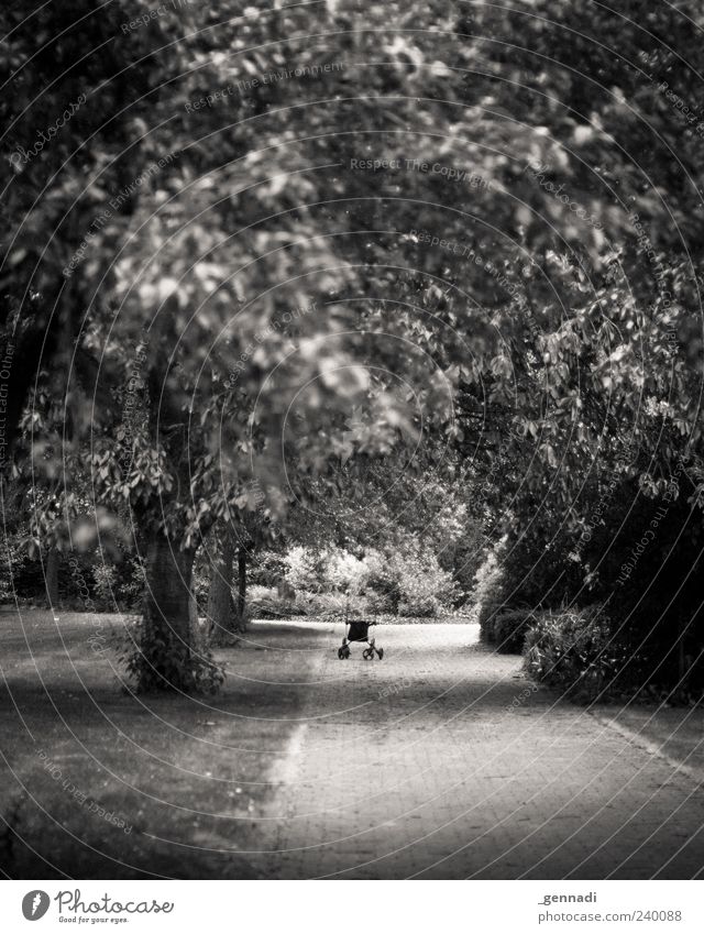 Ruhestand Umwelt Natur Landschaft Pflanze Baum Gras Gefühle Stimmung authentisch Gehhilfe Blatt Wege & Pfade Park Vignettierung Schwarzweißfoto Außenaufnahme