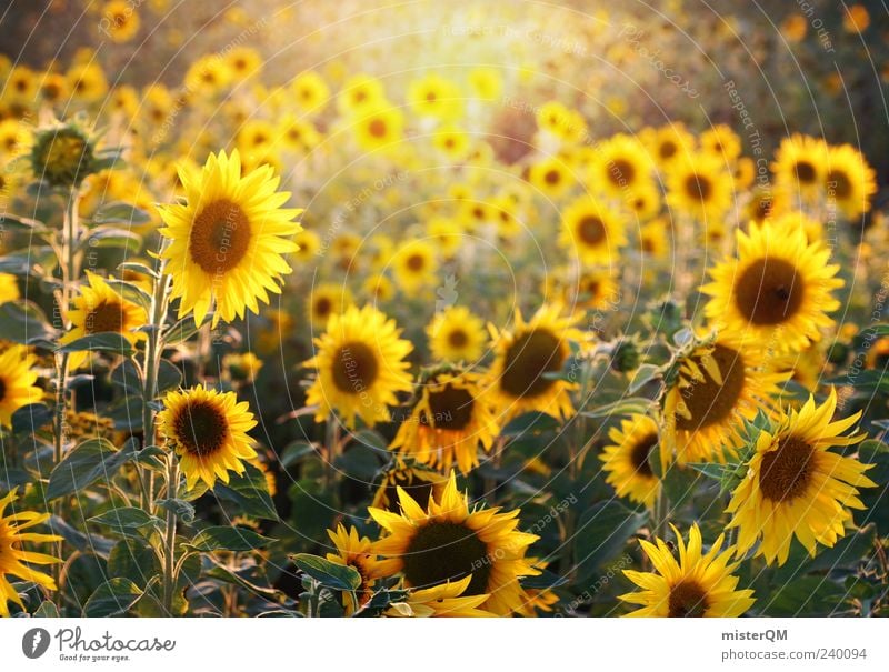 Sunflowers. ästhetisch Sonnenlicht natürlich Natur Sonnenblume Sonnenblumenfeld Sommer Blühend gelb viele Farbfoto Außenaufnahme Detailaufnahme abstrakt Muster