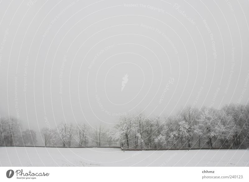 Frostig Umwelt Landschaft Winter schlechtes Wetter Nebel Schnee Pflanze Baum Park Wiese Mainz Mauer Wand kalt grau Traurigkeit Trauer Einsamkeit Endzeitstimmung