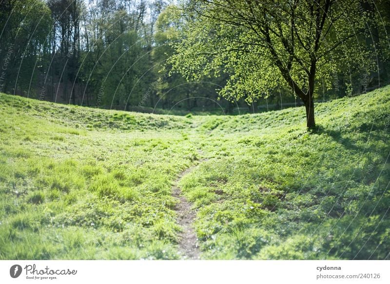 Schleichweg harmonisch Wohlgefühl Erholung ruhig Ausflug Ferne Freiheit Umwelt Natur Landschaft Frühling Baum Gras Wiese Wald Einsamkeit einzigartig Idylle