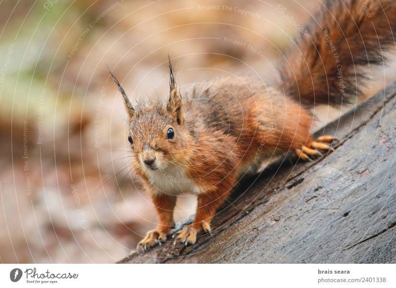 Rotes Eichhörnchen Essen Wissenschaften Umwelt Natur Tier Baum Moos Park Wald Felsen Pelzmantel Wildtier 1 Stein stehen nass niedlich wild braun rot