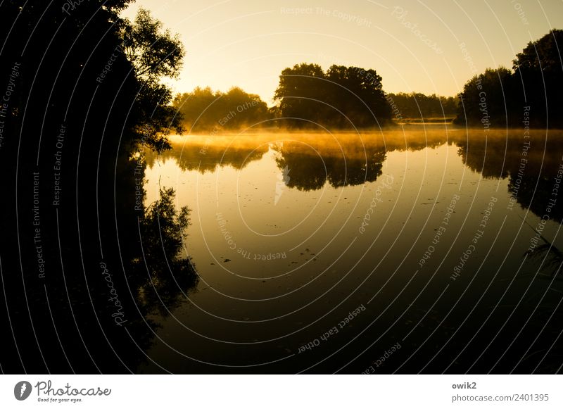 Golden Gate Umwelt Natur Landschaft Pflanze Wolkenloser Himmel Horizont Frühling Schönes Wetter Baum Sträucher Wald Insel Teich Lausitz Sachsen Deutschland