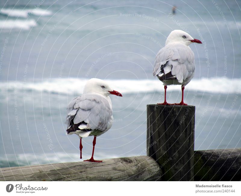 2 Möwen mit nur 3 Beinchen sitzen auf Holzzaun am Meer Natur Küste Tier Vogel Blick stehen Zusammensein niedlich blau braun grau weiß Zufriedenheit Freundschaft