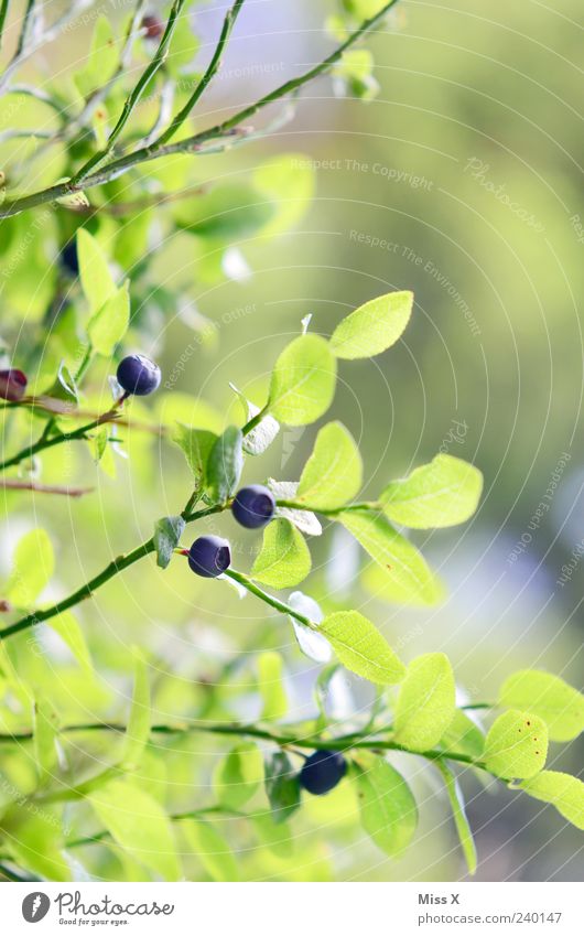 Blaubeeren aus dem Schwarzwald Frucht Sommer Pflanze Sträucher Blatt Wachstum frisch klein lecker rund saftig sauer blau grün Zweige u. Äste Beeren Waldfrucht