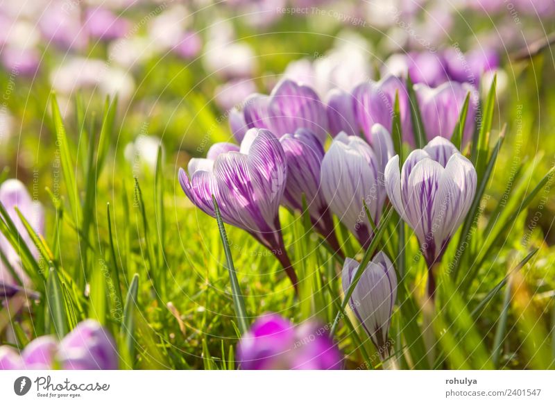 viele Krokusblüten auf grüner Wiese bei Sonnenschein schön Natur Landschaft Pflanze Sonnenlicht Frühling Blume Gras Blüte Wildpflanze Park Wachstum wild