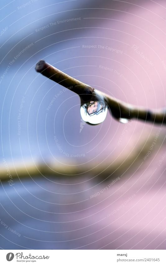 So bunt kann Tröpfchen Leben Wassertropfen Pflanze Ast glänzend nass natürlich mehrfarbig rosa hängen Pastellton Farbfoto Außenaufnahme Makroaufnahme