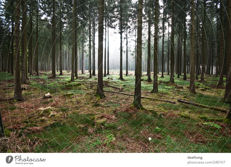 Lichtung Umwelt Natur Landschaft Pflanze Frühling Baum Gras Wildpflanze Wald dunkel groß natürlich braun grau grün Farbfoto Außenaufnahme Menschenleer Tag