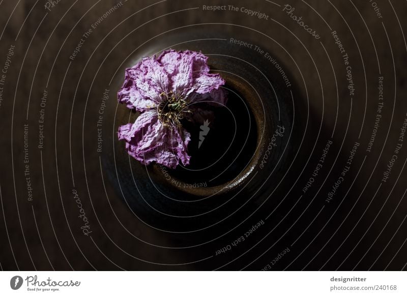 Schönheit ist Werden Pflanze Blume alt Blühend verblüht dehydrieren ästhetisch dunkel schön trocken Traurigkeit Trauer Vase welk Ende Farbfoto Gedeckte Farben