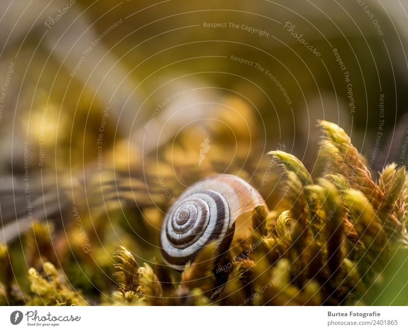 Schnecke im Moos Natur Pflanze Tier Frühling Schönes Wetter Blume Wiese schön Wärme braun gelb 2018 Burtea Fotografie Olympus Makroaufnahme Zuiko Farbfoto