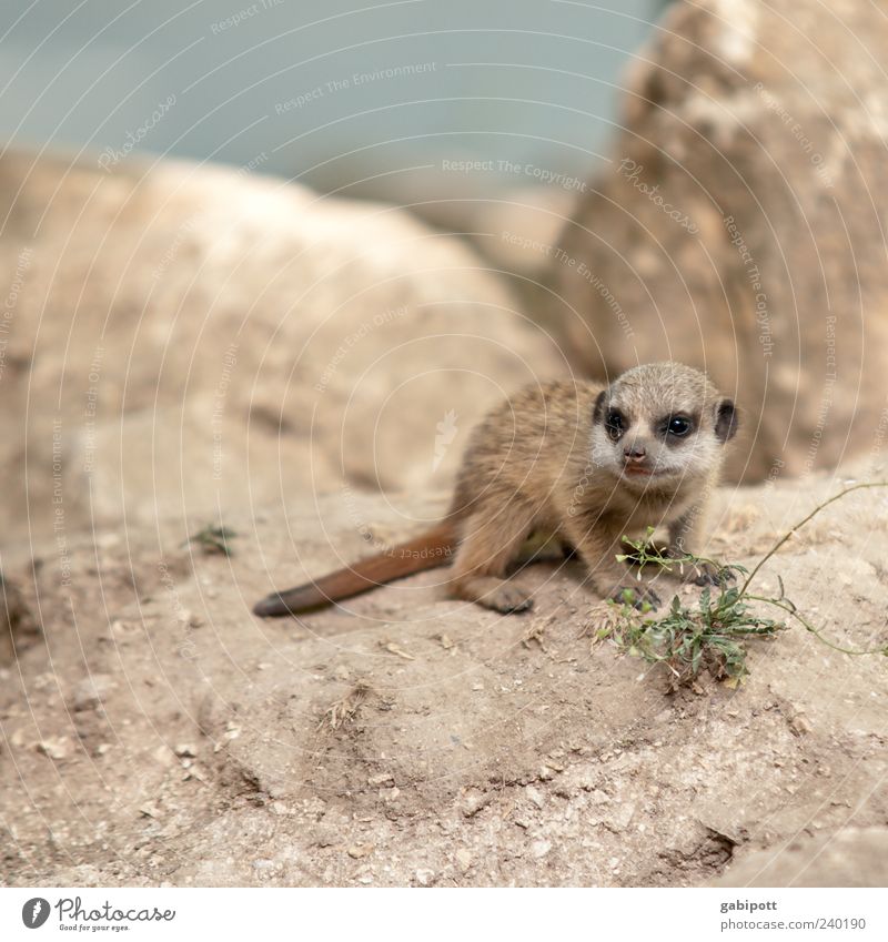 Mini-Erdmännchen Sommer Felsen Tier Wildtier Zoo 1 Tierjunges beobachten sitzen Spielen exotisch frech Freundlichkeit kuschlig listig niedlich braun Sympathie