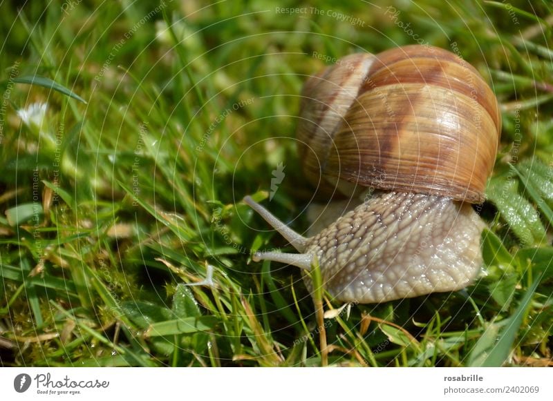 kleiner Schleimer - Schnecke nah im Gras rechts Garten Park Wiese Schneckenhaus Tier Wildtier Weinbergschnecken Reptil Weichtier 1 schleimig braun grün