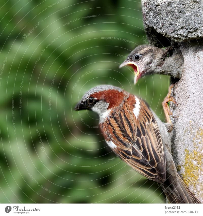 Pubertierenden Spatz Natur Tier Vogel Tiergesicht 2 Tierjunges Tierfamilie füttern Kommunizieren Aggression frech natürlich Wut braun grün Haussperling