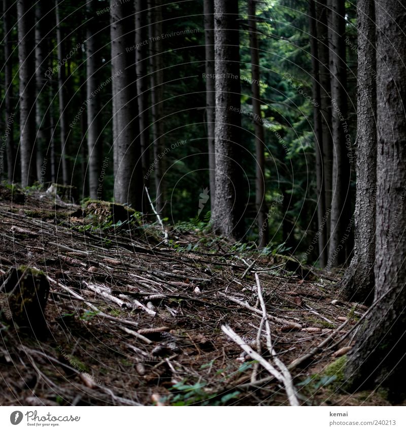 Beieinander stehen Umwelt Natur Landschaft Pflanze Erde Sommer Baum Wildpflanze Baumstamm Unterholz Ast Zweig Baumstumpf Wald dunkel natürlich grün Idylle ruhig