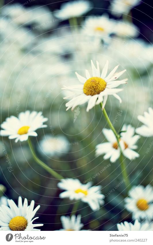 Margeriten Natur Pflanze Sommer Schönes Wetter Blume Blüte Garten Park beobachten Blühend Duft genießen Blick ästhetisch einfach frei Fröhlichkeit frisch hell