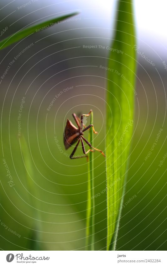 krabbelnde wanze Schönes Wetter Pflanze Gras Wiese Wildtier Käfer 1 Tier außergewöhnlich natürlich grün Natur Wanze Beine Farbfoto Außenaufnahme Nahaufnahme