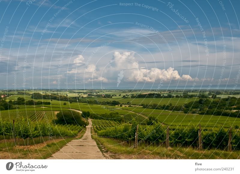 zum wohl die pfalz Natur Landschaft Himmel Wolken Horizont Sonnenlicht Sommer Schönes Wetter Pflanze Baum Gras Wein Wiese Hügel Wege & Pfade Farbfoto