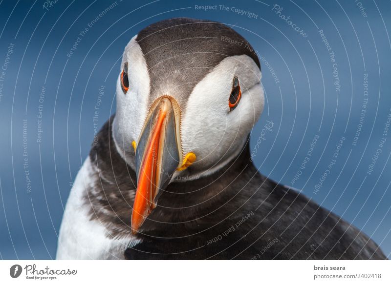 Papageientaucher Tourismus Biologie Ornithologie Umwelt Natur Tier Küste Sehenswürdigkeit Wildtier Vogel Papageitaucher 1 Umweltschutz fratercula artica Avenue