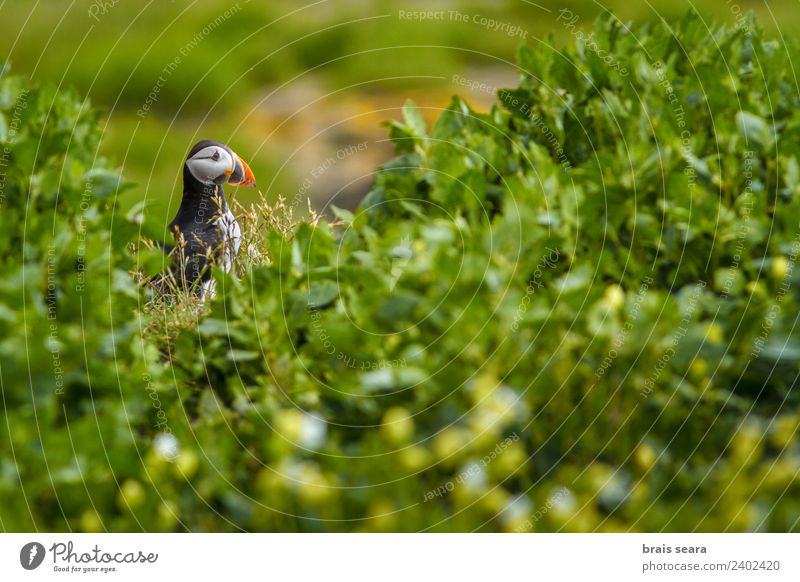 Papageientaucher Wissenschaften Biologie Ornithologie Umwelt Natur Tier Küste Wildtier Vogel Papageitaucher 1 Umweltschutz fratercula artica Avenue Tiere