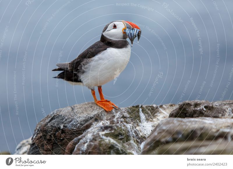 Papageientaucher Wissenschaften Biologie Ornithologie Umwelt Natur Tier Küste Wildtier Vogel Papageitaucher 1 Umweltschutz fratercula artica Avenue Tiere