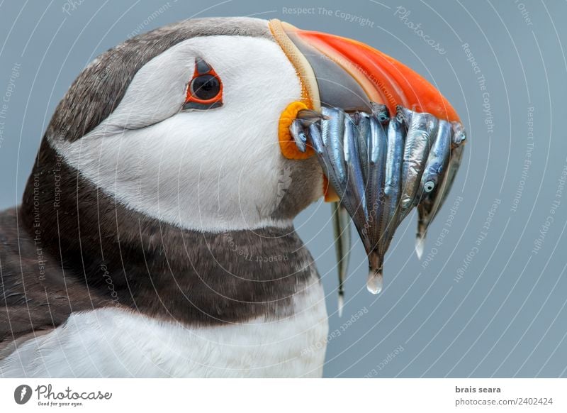 Papageientaucher (Fratercula arctica) adult mit Sandaalen im Schnabel, Farne-Inseln, Vereinigtes Königreich Ferien & Urlaub & Reisen Abenteuer Umwelt Natur Tier