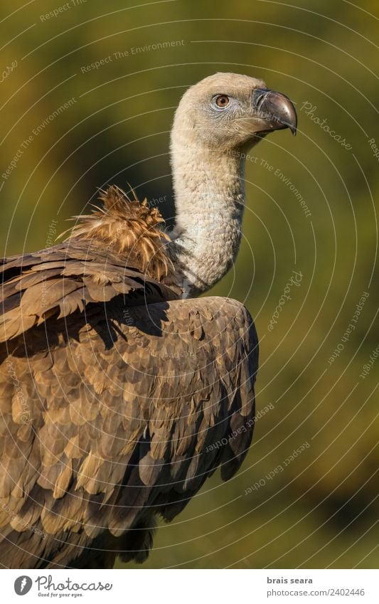 Gänsegeier Umwelt Natur Tier Herbst Feld Wildtier Vogel Geier 1 Tierliebe Farbe Umweltschutz Tierwelt Wirbeltier Wirbeltiere Greifvogel Aasfresser Spanien